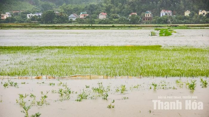 Theo bà Thanh, có khoảng 13ha lúa đang chờ thu hoạch đã bị ngập trắng hoàn toàn. Cùng với đó, khoảng 5ha ao hồ nuôi trồng thủy sản quanh khu vực bị ngập đã tràn bờ, khiến cá bị cuốn trôi.