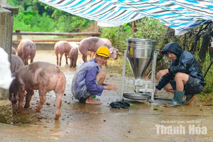 Không riêng gia đình ông Hải, nhiều hộ dân khác cũng chủ động đưa vật nuôi ra khỏi khu vực ngập. Gia đình ông Nguyễn Văn Mẹo (người đội mũ) đã phải di dời đàn lợn khoảng 60 con cùng khoảng 100 con gà lên trên đê để tránh lũ.