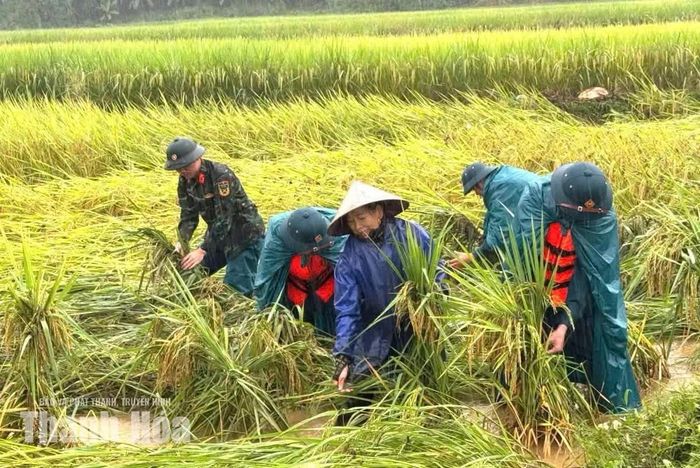 Lực lượng dân quân thường trực xã Điền Quang xuống đồng hỗ trợ người dân bảo vệ diện tích lúa bị ngập úng.