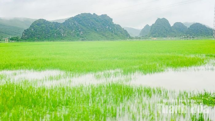 Theo chính quyền xã Tống Sơn, nước từ kênh T2 tràn ra có khả năng ảnh hưởng khoảng 700ha diện tích sản xuất, gồm khoảng 200ha lúa vụ mùa, 500ha lúa chét (lúa tái sinh) và nhiều diện tích nuôi trồng thủy sản.