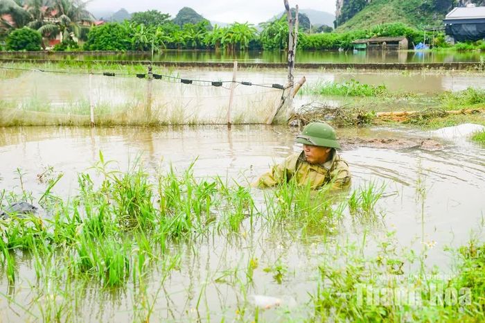 Tại một khu vực ao nuôi gần điểm bị ảnh hưởng, ông Trần Văn Sáu, xã Tống Sơn cùng gia đình đang khẩn trương quây lưới quanh ao. Gia đình ông hiện có khoảng 10ha ao nuôi cá. Trước nguy cơ nước lũ tiếp tục dâng, việc gia cố lưới được triển khai nhằm hạn chế cá thoát ra ngoài khi nước tràn.