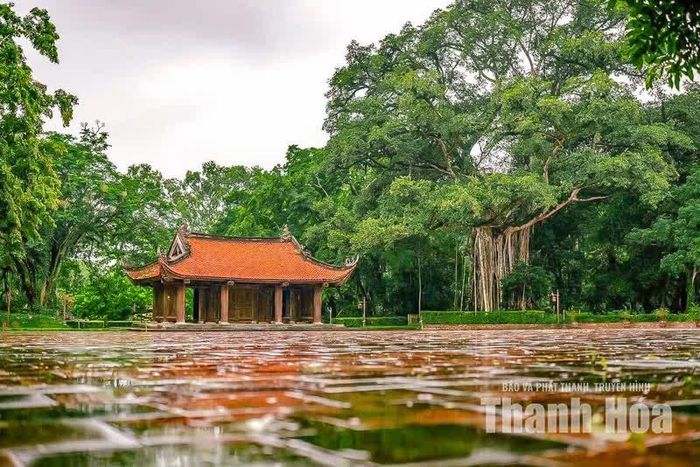 Theo hướng dẫn viên Lê Thị Thức, tương truyền trong một lần chim ăn quả rồi bay đi, một hạt đa theo chim rơi xuống thân cây thị và nảy mầm. Từ mầm cây nhỏ ấy, cây đa dần lớn lên trên thân cây thị.