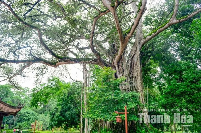 Nhìn từ bên ngoài, hai loài cây gần như hòa vào nhau, tạo nên hình dáng hiếm thấy giữa một không gian di tích lịch sử. Đây cũng là lý do người dân địa phương gọi cây bằng cái tên giản dị “cây đa - thị”.