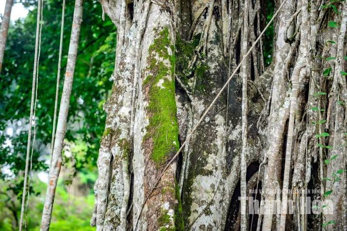 Hệ thống rễ phụ của cây đa theo thời gian phát triển mạnh, bám xuống thân và gốc cây thị, rồi tạo thành một hệ thống rễ lớn. Câu chuyện được người dân truyền lại qua nhiều thế hệ và ví như một “mối lương duyên” đặc biệt, bởi cây đa sinh trưởng trên cây thị, rồi hai loài cây cùng tồn tại qua hàng trăm năm ở Lam Kinh.