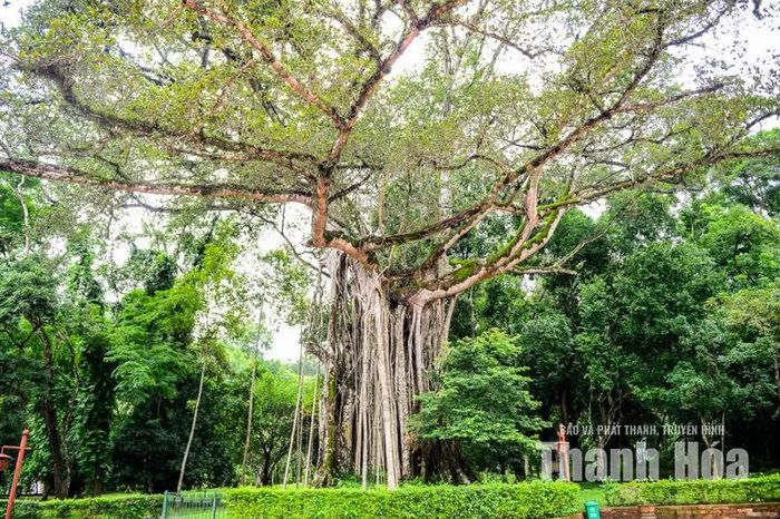 Điều khiến cây trở nên đặc biệt không chỉ nằm ở tuổi đời mà còn ở sự tồn tại của hai loài cây trên cùng một thân gốc. Cây đa phát triển mạnh với hệ thống rễ phụ lớn, theo thời gian bao quanh và ôm lấy thân cây thị.