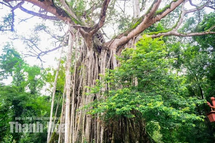 Sau hàng trăm năm cùng sinh trưởng, cây đa ngày càng phát triển mạnh. Cây thị hiện nhỏ hơn nhưng vẫn giữ được màu xanh và tiếp tục tồn tại trong lòng hệ thống rễ đa. Trên thân cây đa hiện còn xuất hiện một nhánh cây thị đang phát triển. Chi tiết này càng khiến câu chuyện về hai loài cây trở nên thú vị với du khách.