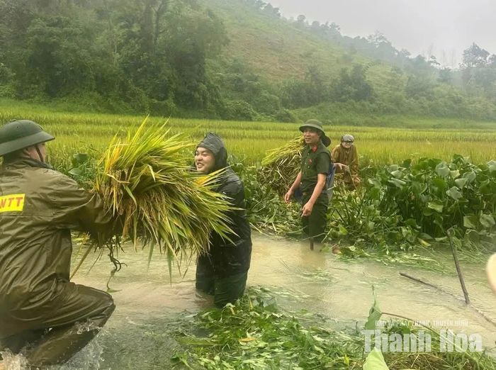 Lực lượng Công an xã Điền Quang hỗ trợ người dân thu hoạch lúa vụ mùa bị ảnh hưởng bởi mưa lớn.
