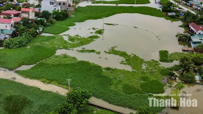Nước lũ cũng gây ảnh hưởng đến sản xuất. Toàn phường có khoảng 20,5ha lúa, 33,3ha rau màu, 47ha hoa và 5,3ha thủy sản bị ngập.