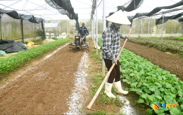 Hộ ông Ung Duy Vũ (xã Tam Xuân) triển khai mô hình sản xuất rau khép kín ứng dụng công nghệ cao gắn với giám sát sức khỏe cây trồng. Ảnh: QUANG VIỆT