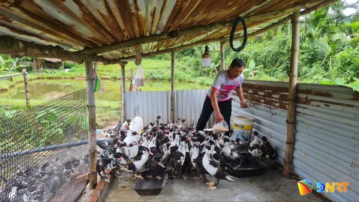 Ông Nguyễn Văn Quý, ở thôn Tăk Nú, xã Trà Liên, chăm sóc đàn vịt xiêm được Trung tâm Khuyến nông thành phố Đà Nẵng hỗ trợ. Ảnh: D.LỆ