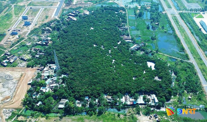 Rừng Trung Sơn. Ảnh: THÀNH LÂN