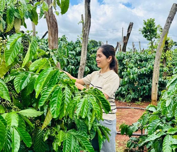  Chị Rmah H’Thít (xã Ia Hrú) trồng xen nhiều loại cây, mang lại hiệu quả kinh tế cao. Ảnh: D.Đ 