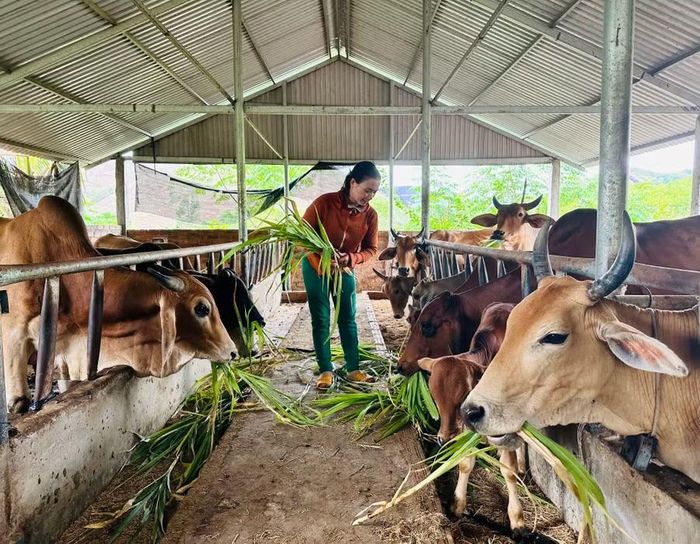  Gia đình chị Đinh Thị Mlấp (xã Vân Canh) xây dựng chuồng trại chăn nuôi bò mang lại nguồn thu nhập cao. Ảnh: D.Đ 