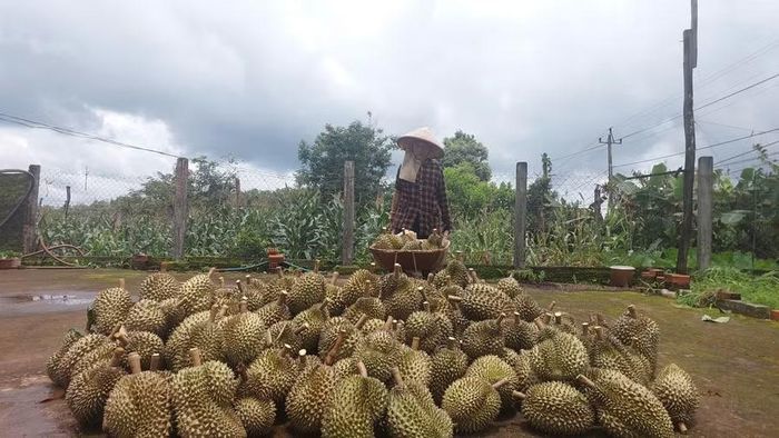 Sầu riêng là một trong những ngành hàng xuất khẩu mang lại giá trị cao. Ảnh: N.D