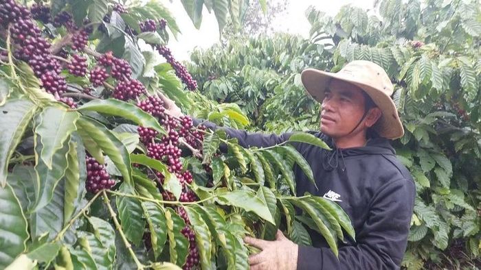 Cà phê là ngành hàng xuất khẩu chủ lực của tỉnh Gia Lai, với nhiều chuỗi liên kết sản xuất gắn tiêu thụ với doanh nghiệp xuất khẩu. Ảnh: N.D