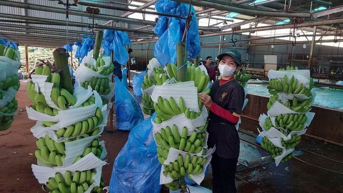 Sơ chế chuối xuất khẩu tại Công ty CP Nông nghiệp Công nghệ cao Hưng Sơn (xã Kon Gang). Ảnh: N.D