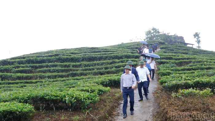 Thăm vùng sản xuất chè hàng hóa tại xã Mường Khương.