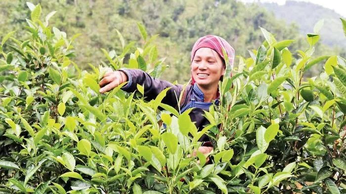 Người dân xã Bản Liền (Lào Cai) thu hái chè, góp phần tạo sinh kế và phát triển kinh tế địa phương.
