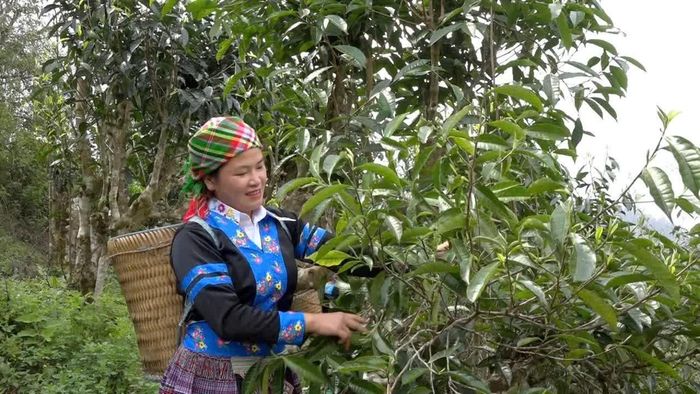 Người dân vùng cao Lào Cai thu hái chè Shan tuyết.