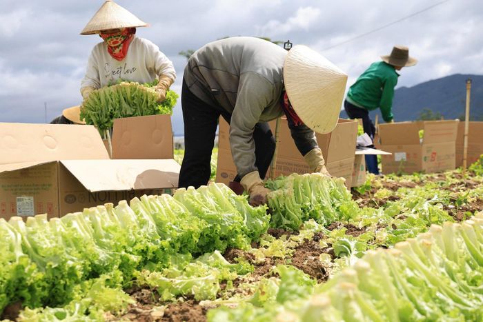 Thu hoạch rau ở xã Ka Đô