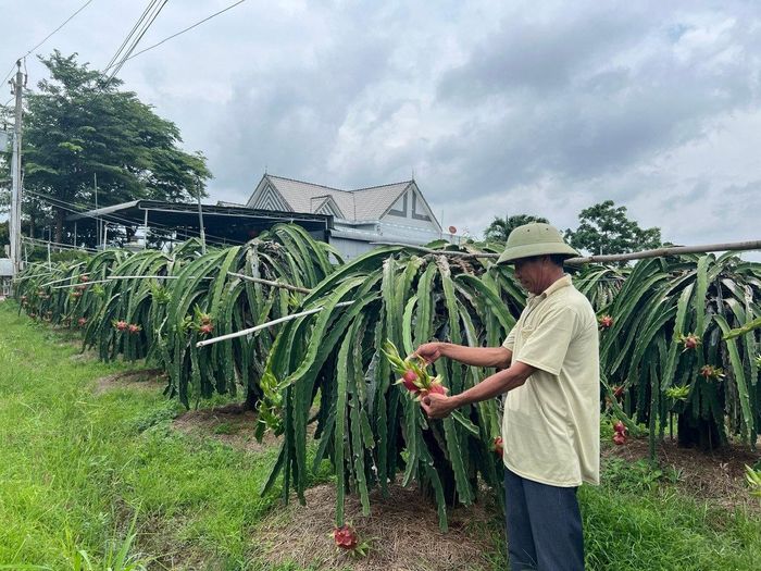 Vườn thanh long nằm trong HTX Thanh long Phú Cường (xã Hàm Kiệm)