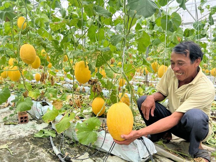Niềm vui được mùa dưa lưới ở xã Hàm Kiệm