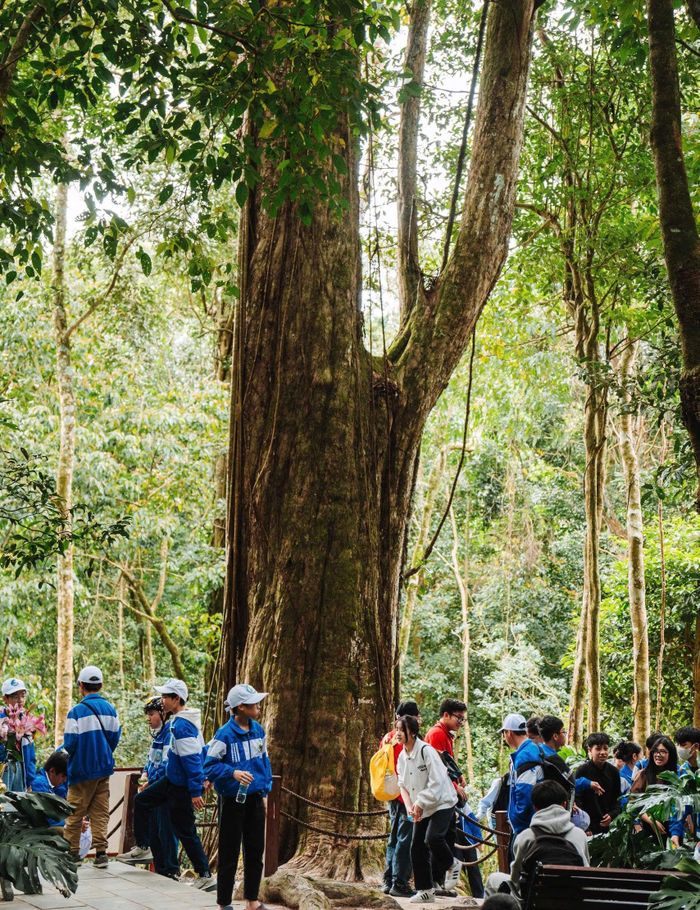 Sinh hoạt cộng đồng, nâng cao nhận thức bảo tồn di sản thiên nhiên dưới tán cây thông đỏ 2.500 năm tuổi