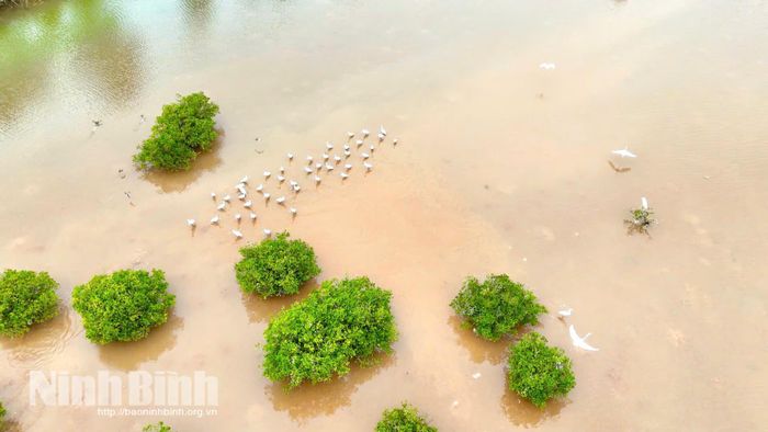 Vườn Quốc gia Xuân Thủy có hệ sinh thái động, thực vật phong phú.