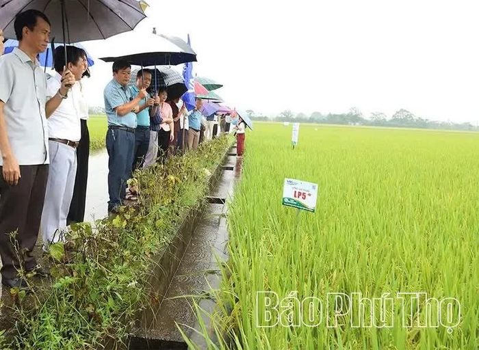 Các đại biểu tham quan, đánh giá thực tế mô hình sản xuất giống lúa thuần LP5 vụ mùa 2026 tại khu trình diễn ngoài đồng ruộng.