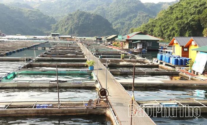 Mô hình nuôi trồng thủy sản kết hợp phát triển du lịch trên lòng hồ thủy điện Hòa Bình giúp nhiều hộ dân có thu nhập từ 500 - 700 triệu đồng/năm.