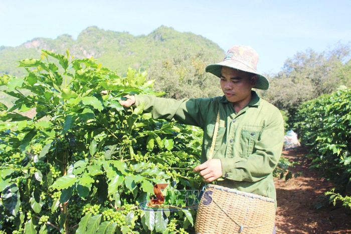Nông dân bản Pảng, phường Chiềng An, kiểm tra sự phát triển của quả cà phê trước vụ thu hoạch.