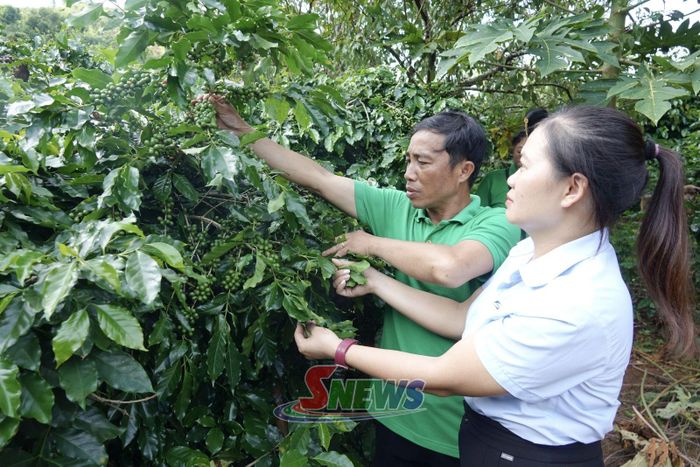 Cán bộ khuyến nông trao đổi kỹ thuật sản xuất cà phê với nông dân tổ 3, phường Chiềng An.