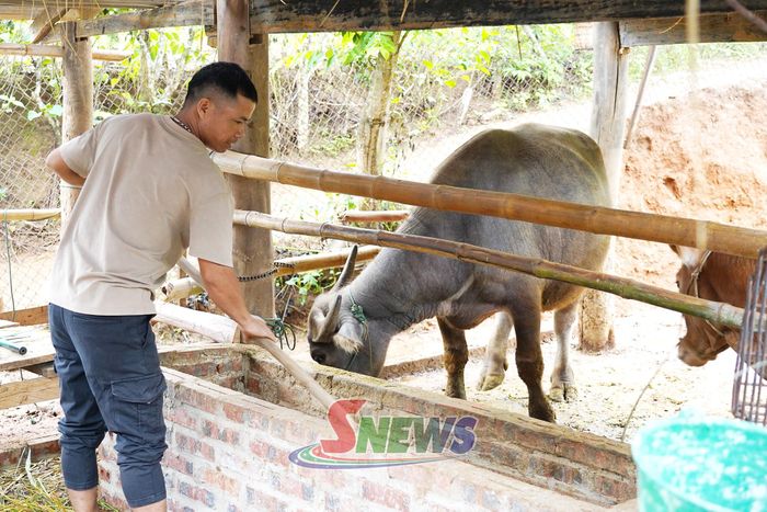 Nông dân bản Lót Măng, xã Mường Khiêng nuôi nhốt đại gia súc.