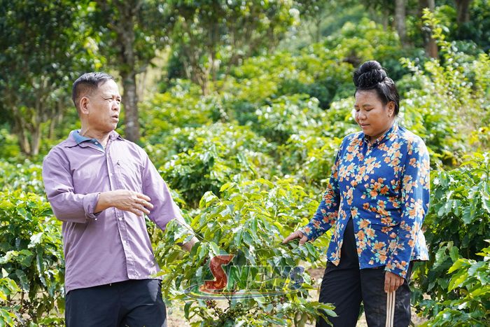 Nông dân xã Mường Khiêng trao đổi kinh nghiệm chăm sóc cà phê.