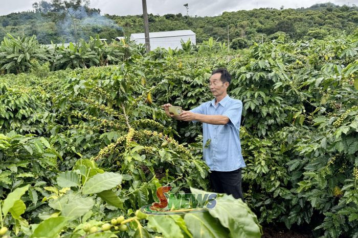 Ông Nguyễn Xuân Thao, Chủ tịch HĐQT, Giám đốc HTX Cà phê Bích Thao Sơn La, kiểm tra chất lượng cà phê tại vùng nguyên liệu.