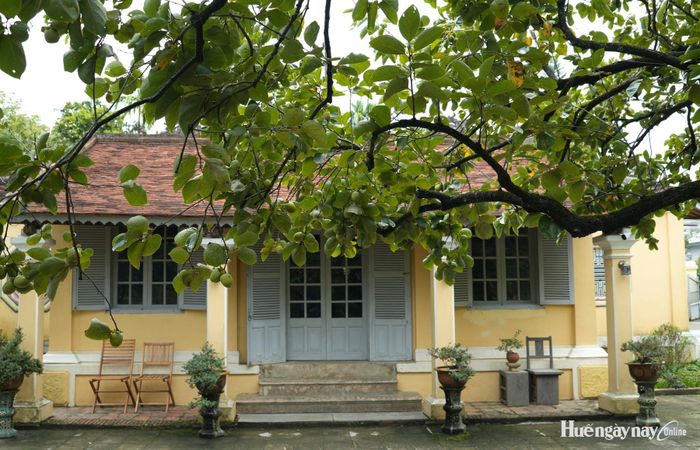 Cây hồng trứng ở Phủ thờ Công chúa Ngọc Sơn 