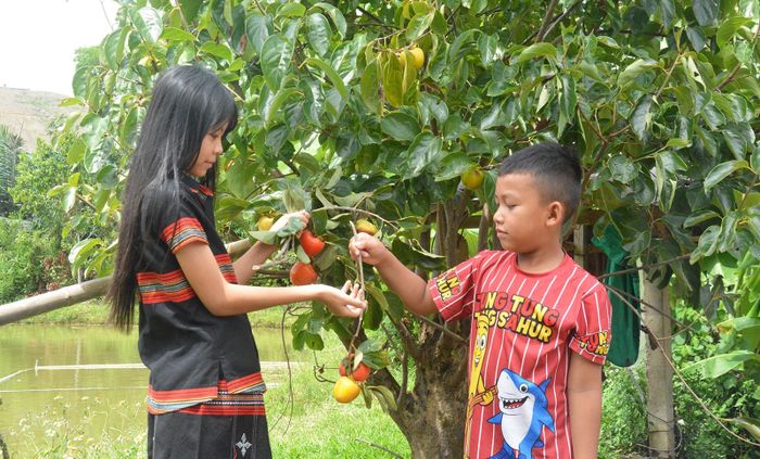  Hồng chén A Lưới là giống truyền thống được trồng từ các dự án hỗ trợ trước đây