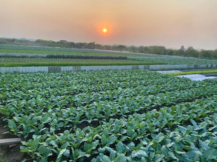Vùng rau Minh Tân, xã Đại Xuyên đang từng bước khẳng định thương hiệu rau an toàn, với sản phẩm đạt chuẩn VietGAP.