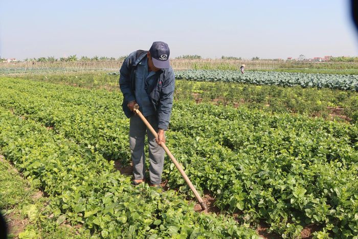 Trên vùng chuyên canh khoảng 500ha, người trồng rau từng bước chuyển từ sản xuất dựa vào kinh nghiệm sang tuân thủ quy trình, nâng chất lượng, xây dựng thương hiệu và kết nối thị trường.