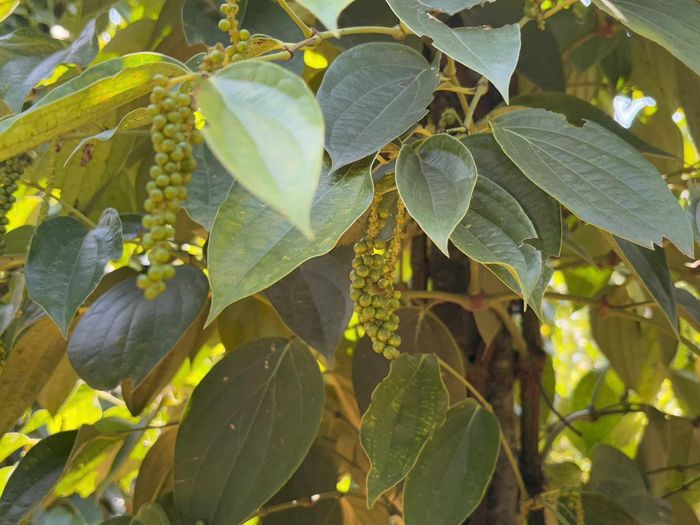 Giá tiêu trong nước hôm nay duy trì ổn định. Ảnh minh họa