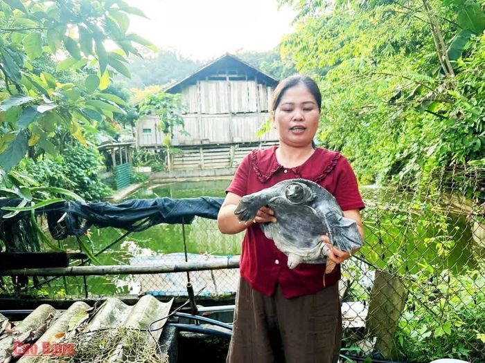 Chị Hoàng Thị Huệ, Giám đốc Hợp tác xã Nông nghiệp, Thủy sản Sông Bằng, xã Kim Đồng phát triển mô hình nuôi ba ba thương phẩm.