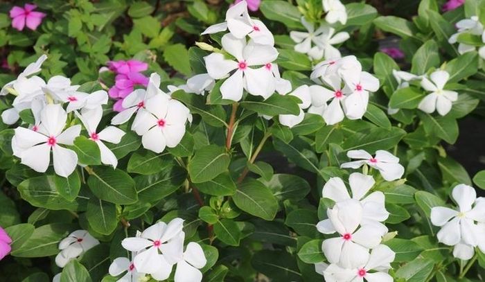 Trồng dừa cạn, gia chủ nên ngâm hạt giống trong nước ấm khoảng 5 tiếng, sau đó gieo vào giá thể và phủ một lớp đất mỏng lên trên, phun sương giữ ẩm nhẹ. 