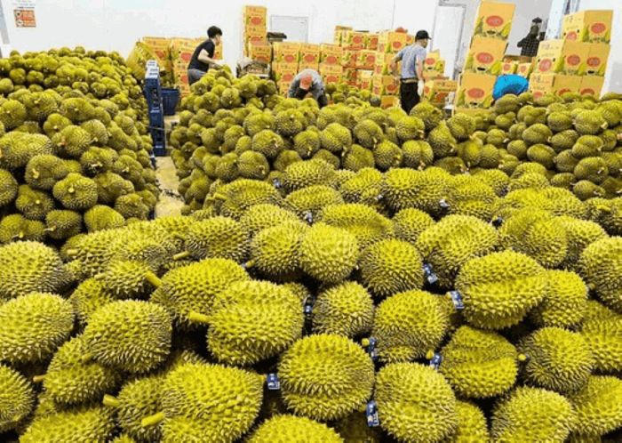 Việt Nam cũng nằm trong nhóm quốc gia xuất khẩu hàng đầu thế giới về gạo, hạt điều, hồ tiêu và cà phê, với sản phẩm có mặt tại hơn 150 quốc gia. Ảnh: PV