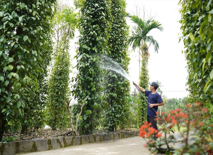 Chỉ dẫn địa lý sản phẩm hạt tiêu Tiên Phước (thành phố Đà Nẵng) giúp nâng tầm loại nông sản này. Ảnh: Hoàng Đạo