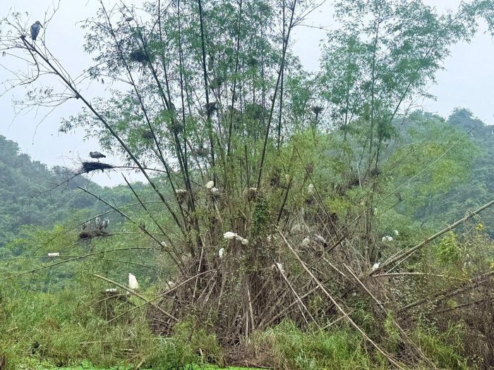 Bảo tồn đa dạng sinh học giúp thu hút du lịch và tăng giá trị kinh tế. Ảnh: Kiều Thoan Thu