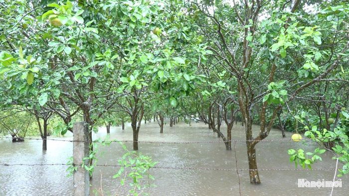 Một số diện tích cây trồng bị ảnh hưởng bởi mưa lũ. Ảnh: Lại Tấn