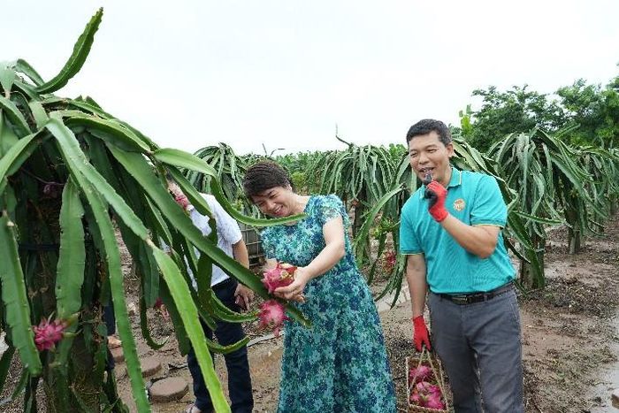 Khách hàng trải nghiệm thu hái thanh long. Ảnh: Vân Thư