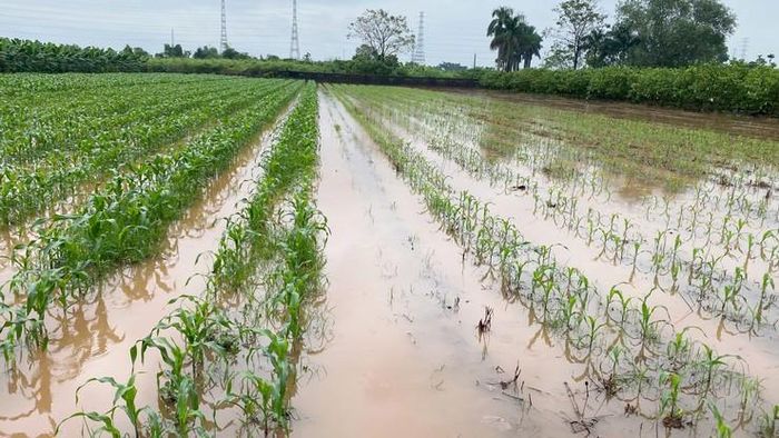 Sơ bộ có khoảng 181,7ha lúa, 95,7ha rau màu và 95ha cây ăn quả trên địa bàn xã bị ngập úng. Ảnh: PV
