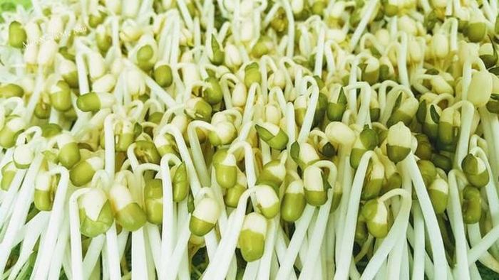 Lưu ý cần chèn nặng đều để giá đỗ lên mầm mập khi làm.