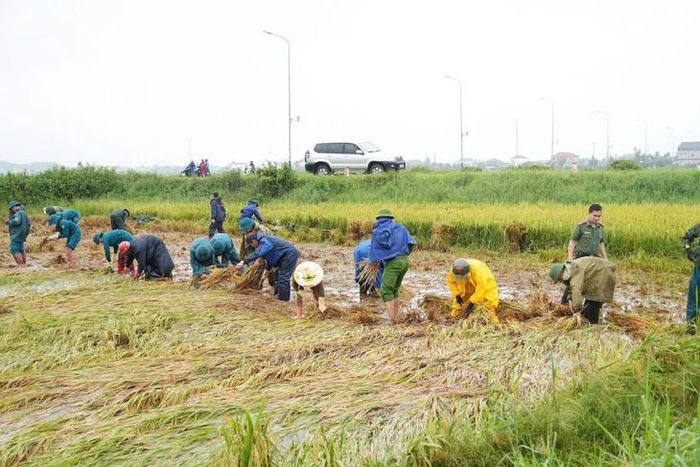 Các lực lượng chức năng giúp dân thu hoạch lúa. Ảnh: Công an Kỳ Anh.
